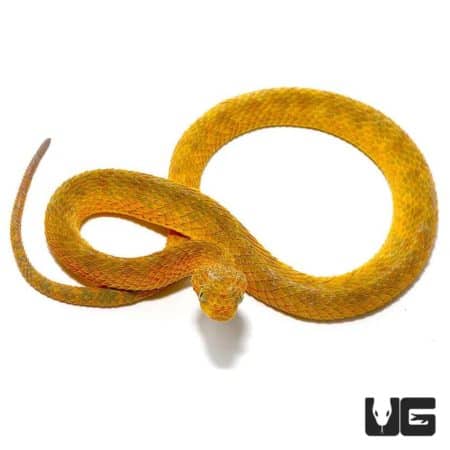 Irian Jaya Blue Tongue Skink For Sale - Underground Reptiles