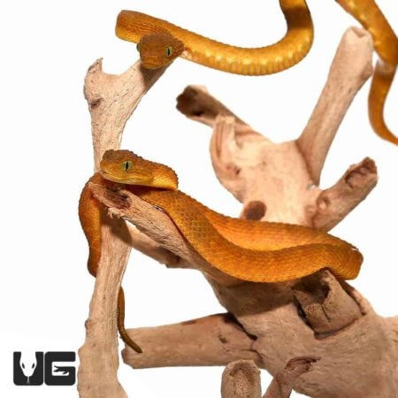 Irian Jaya Blue Tongue Skink For Sale - Underground Reptiles