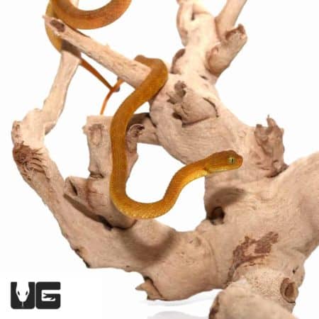 Irian Jaya Blue Tongue Skink For Sale - Underground Reptiles