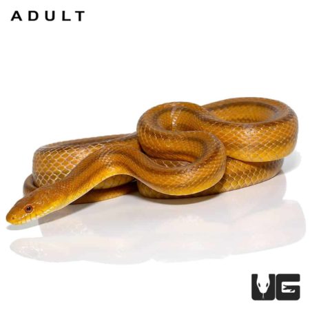 Baby Yellow Ratsnakes for sale - Underground Reptiles