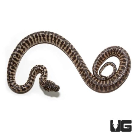 Baby Zebra Jungle Carpet Pythons For Sale - Underground Reptiles