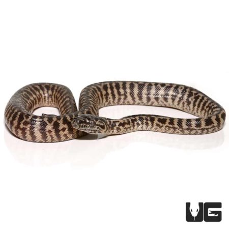Baby Zebra Jungle Carpet Pythons For Sale - Underground Reptiles