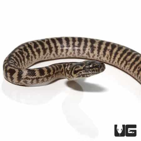 Baby Zebra Jungle Carpet Pythons For Sale - Underground Reptiles