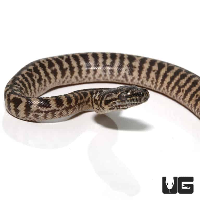 Baby Zebra Jungle Carpet Pythons For Sale Underground Reptiles