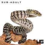Baby Zebra Jungle Carpet Pythons For Sale - Underground Reptiles