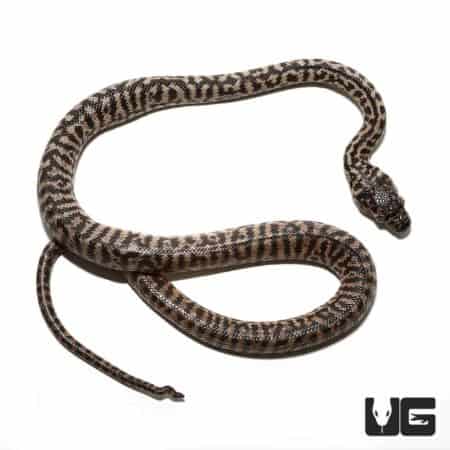 Baby Zebra Jungle Carpet Python Curly Tail For Sale - Underground Reptiles