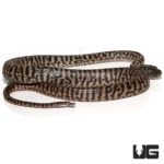 Baby Zebra Jungle Carpet Python Curly Tail For Sale - Underground Reptiles