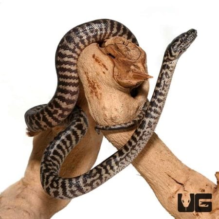 Baby Zebra Jungle Carpet Python Curly Tail For Sale - Underground Reptiles