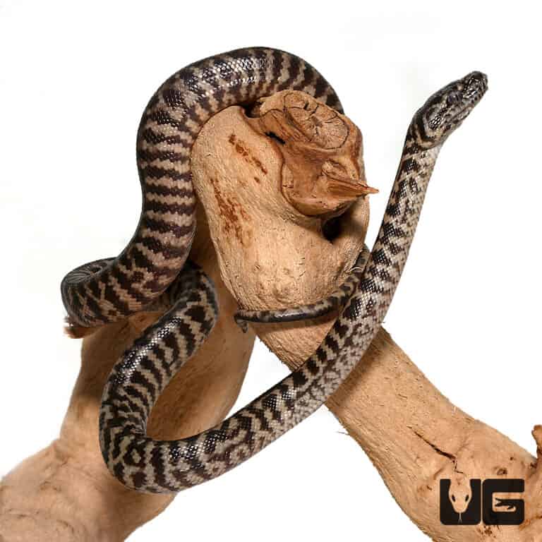 Baby Zebra Jungle Carpet Pythons For Sale Underground Reptiles