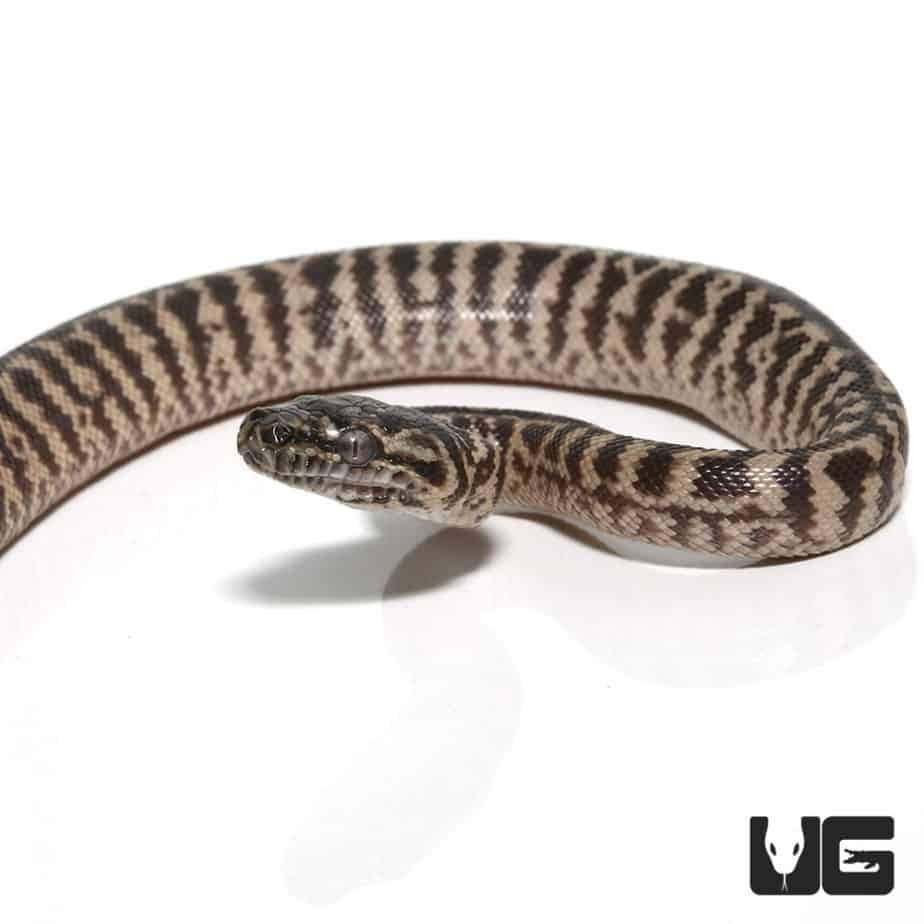 Baby Zebra Jungle Carpet Pythons For Sale - Underground Reptiles