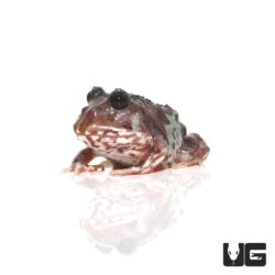 Mutant Black Eyed Nebula Pacman Frogs For Sale - Underground Reptiles