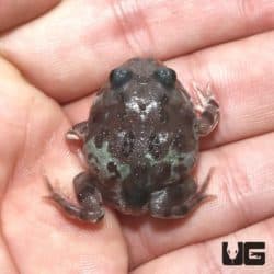 Mutant Black Eyed Nebula Pacman Frogs For Sale - Underground Reptiles