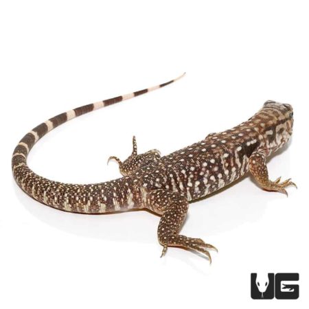 Baby Black Flame Tegu For Sale - Underground Reptiles