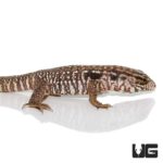Baby Black Flame Tegu For Sale - Underground Reptiles