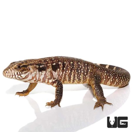 Baby Black Flame Tegu For Sale - Underground Reptiles