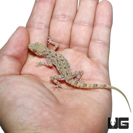 Blanford's Gecko For Sale - Underground Reptiles
