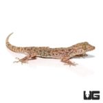 Blanford's Gecko For Sale - Underground Reptiles