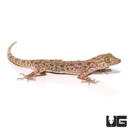 Blanford's Gecko For Sale - Underground Reptiles