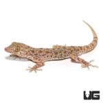 Blanford's Gecko For Sale - Underground Reptiles