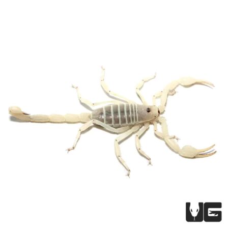 Hadrurus obscurus California Giant Scorpions For Sale - Underground Reptiles