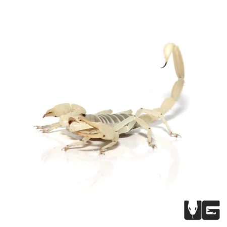 Hadrurus obscurus California Giant Scorpions For Sale - Underground Reptiles