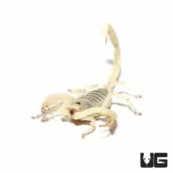 Hadrurus obscurus California Giant Scorpions For Sale - Underground Reptiles