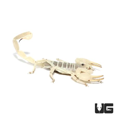 Hadrurus obscurus California Giant Scorpions For Sale - Underground Reptiles