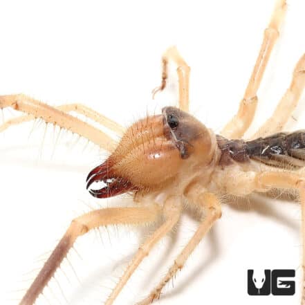 Camel Spider (Galeodes arabs) For Sale - Underground Reptiles