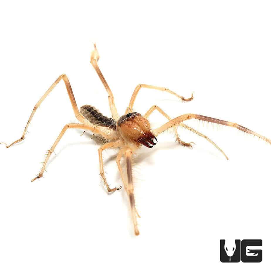 Camel Spider (Galeodes arabs) For Sale Underground Reptiles