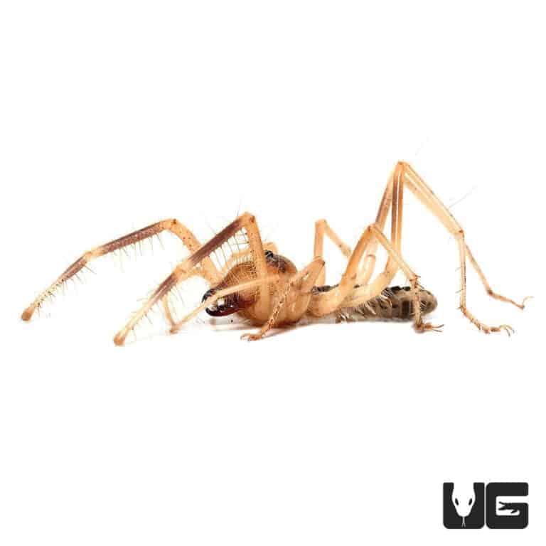 Camel Spider (Galeodes arabs) For Sale Underground Reptiles