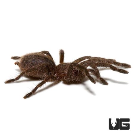 Cobalt Blue Tarantulas For Sale - Underground Reptiles
