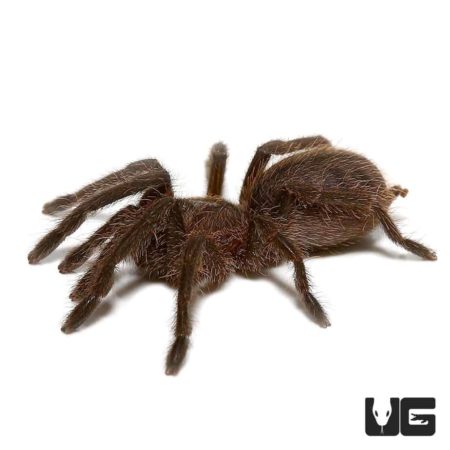 Cobalt Blue Tarantulas For Sale - Underground Reptiles