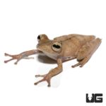 Convict Tree Frog For Sale - Underground Reptiles