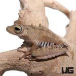 Convict Tree Frog For Sale - Underground Reptiles