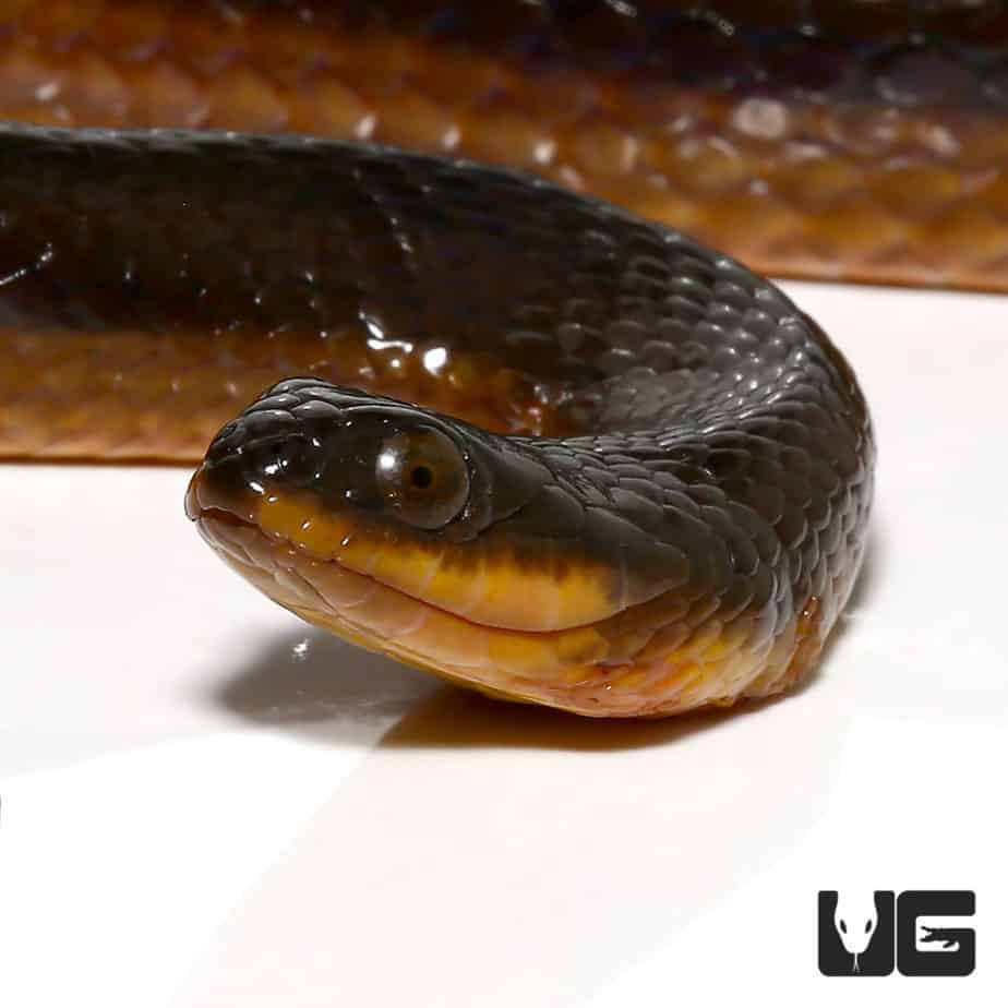 Crayfish Snakes (Liodytes rigida) For Sale - Underground Reptiles