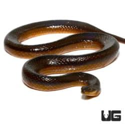 Crayfish Snakes For Sale - Underground Reptiles
