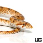 Crowned Leaf Nose Snake For Sale - Underground Reptiles