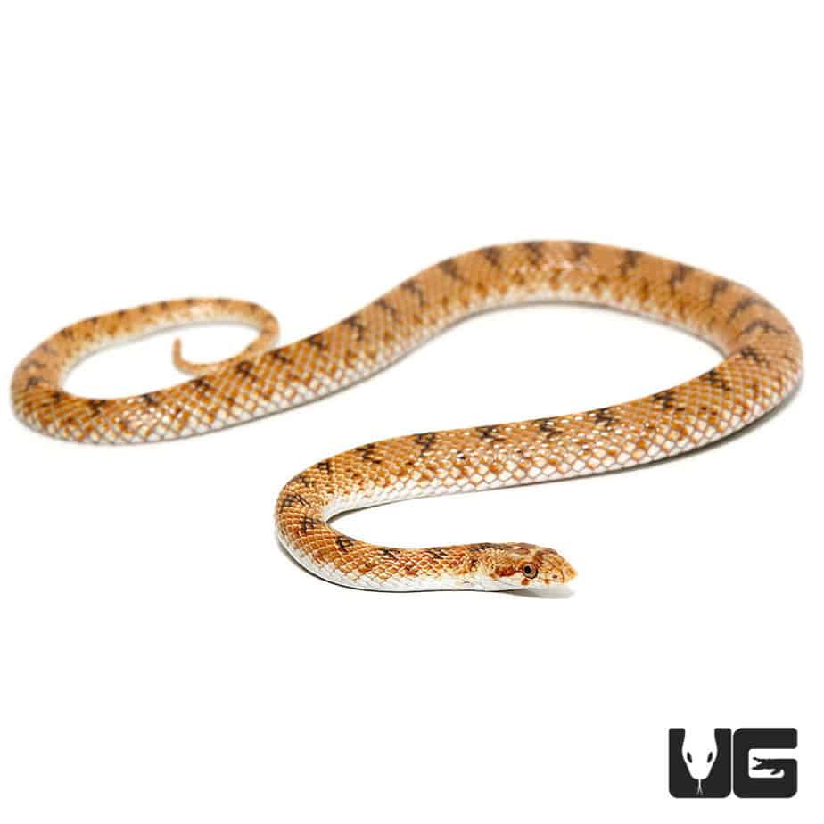 Crowned Leaf Nose Snake (Lytorhynchus diadema) For Sale - Underground ...