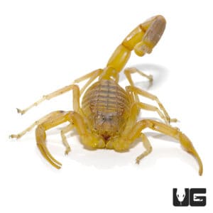Death Stalker Scorpion For Sale- Underground Reptiles