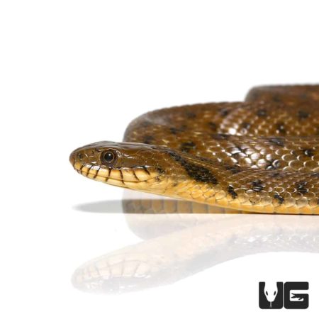 Dice Snake For Sale - Underground Reptiles