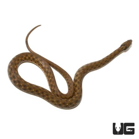 Dice Snake For Sale - Underground Reptiles