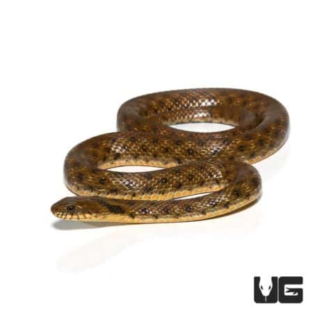 Dice Snake For Sale - Underground Reptiles