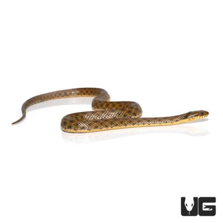 Dice Snake For Sale - Underground Reptiles