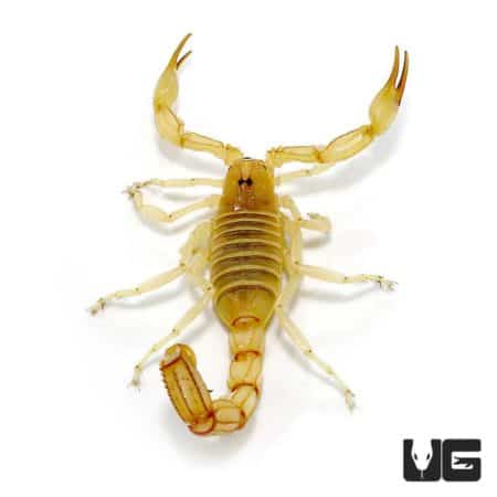 Egyptian Gold Scorpion For Sale - Underground Reptiles