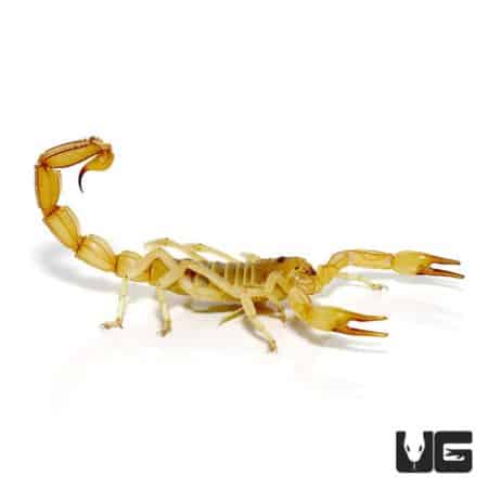Egyptian Gold Scorpion For Sale - Underground Reptiles