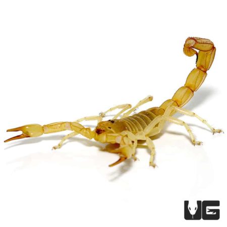 Egyptian Gold Scorpion For Sale - Underground Reptiles