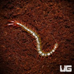 Egyptian Rainbow Centipedes For Sale - Underground Reptiles
