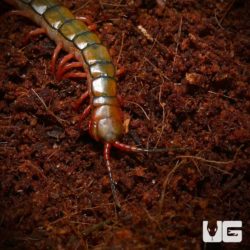 Egyptian Rainbow Centipedes For Sale - Underground Reptiles
