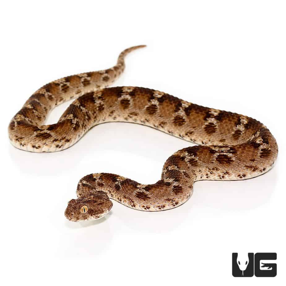 Egyptian Saw Scale Viper Underground Reptiles