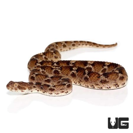 Egyptian Saw Scale Viper For Sale - Underground Reptiles